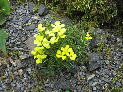 Erysimum_fars_2007.jpg