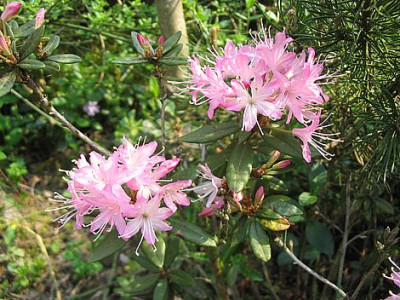 Rhododendron_racemosum_fars_2007.jpg