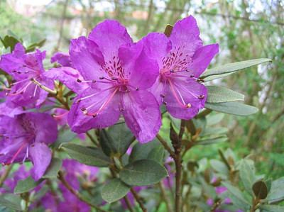Rhododendron_riparoides_Rocks_Form_fars_2007.jpg