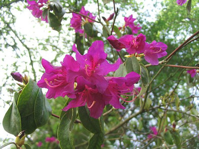 Rhododendron_concinnum_pseudoyanthinum_fars_2007.jpg