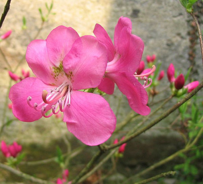 Rhododendron_albrechtii_fars_2007.jpg