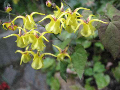 17.4.07._Epimedium_davidii_052.JPG