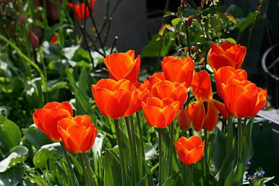 T_orange130407.jpg