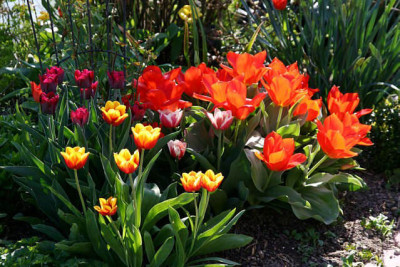 St_Tulpenfeuer160407.jpg