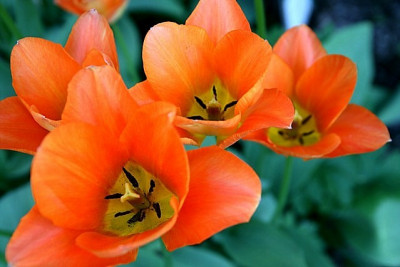 T_fosterianaOrangeKaiser160407.jpg