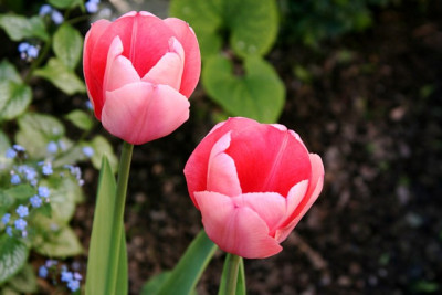 T_Rosa160407.jpg