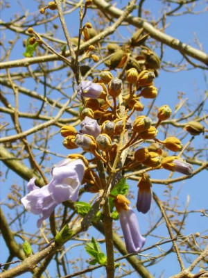 Paulownia2007.jpg