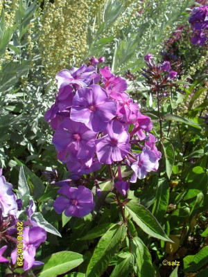 Phlox 01 E2018.jpg