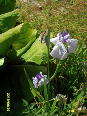 Iris E2018.jpg