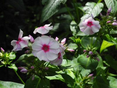 DSCN3426.JPG