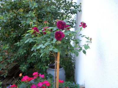 k-CIMG0876.JPG
