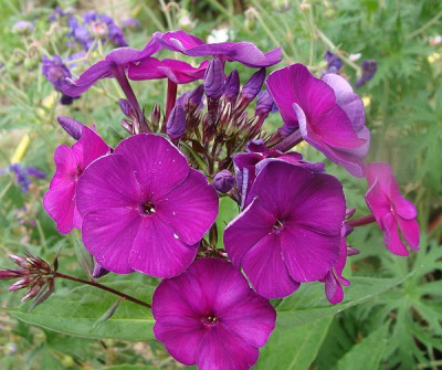 Phlox violett1.jpg