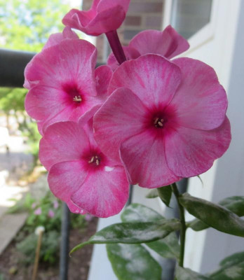 Phlox panic.jpg