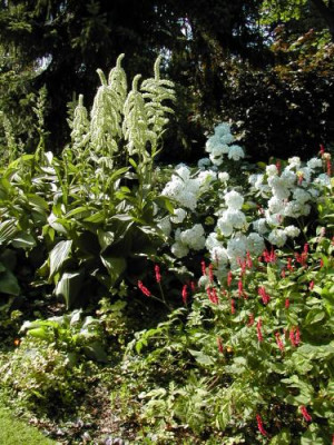 Chatto_Veratrum_Hydrangea.jpg