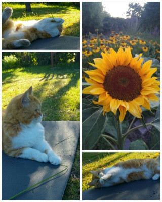 180704_130518_COLLAGE-1.jpg