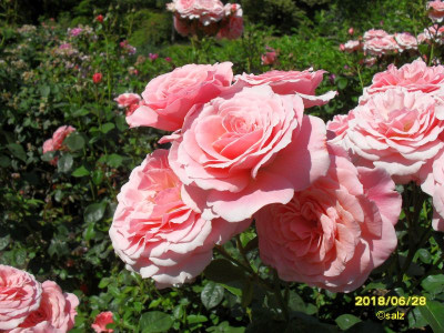Rosenblueten 2018 E003.jpg