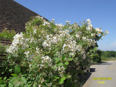 Rosenblueten 2018 E004.jpg