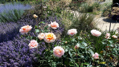 Rose apricot und Blau E2018.jpg