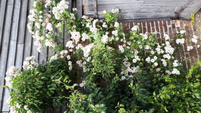 Rose und Birne E2018.jpg