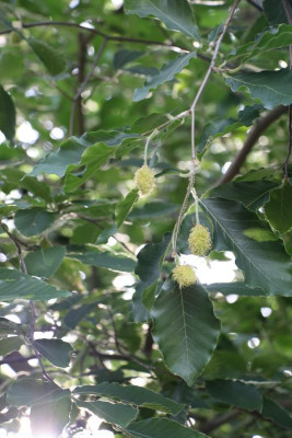 IMG_0368Fagus_grandifolia.JPG