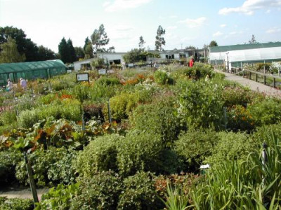 Chatto_Plantsales.jpg