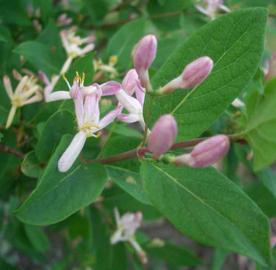 CIMG5783.JPG