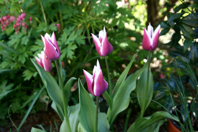 T_Lilac170407.jpg
