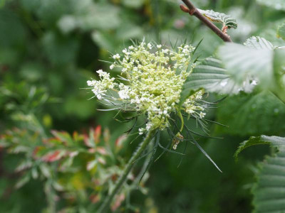 Daucus carota subsp. carota P7040346.JPG