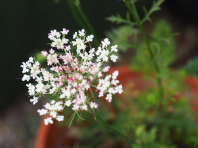 Daucus carota subsp. carota P7040350.JPG