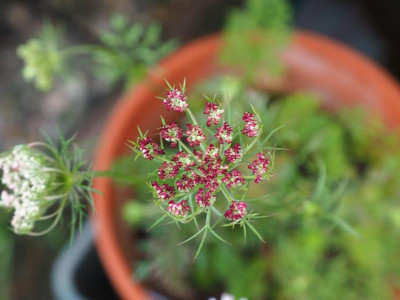 Daucus carota subsp. carota P7040351.JPG
