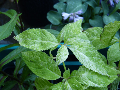 2018-07-04 Hydrangea serrata 'Fuji Snowstorm'.jpg