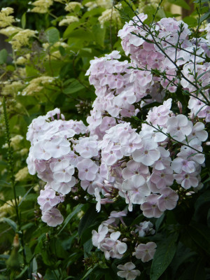 2018-07-04 Phlox 'Monica Lynden-Bell'.jpg