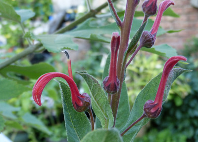 2018-07-04 Lobelia tupa 1.jpg