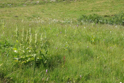 DSC06338.JPG