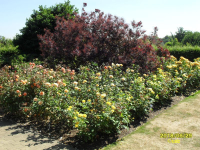 Rosengarten E01 2018.jpg