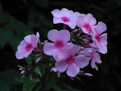 DSCN3487.JPG