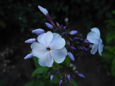 DSCN3485.JPG