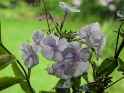 Phlox paniculata Pallas Athene (Vase) 2015-07-30 01.JPG
