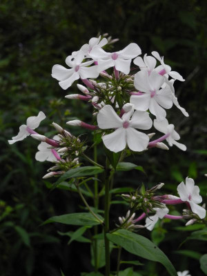 Phlox paniculata 'Nirvana' 2017-07-05 01.jpg.JPG
