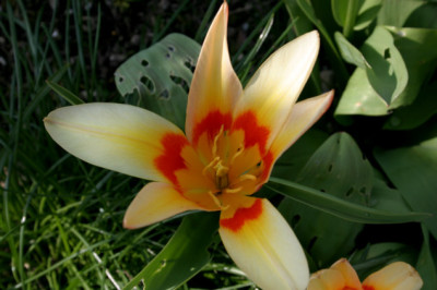 Bot.Tulpe307.jpg