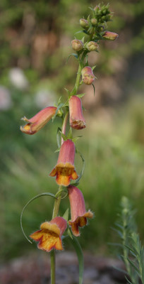 IMG_2421_eDigitalis_obscura.JPG