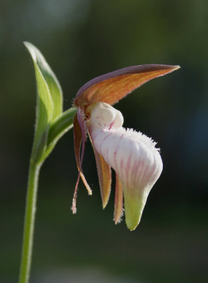 IMG_2439_eCypripedium_plectrochilon.JPG
