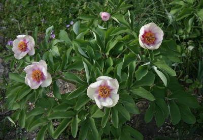IMG_2423_ePaeonia_x_chamaeleon.JPG