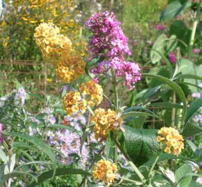 Buddl._x_weyeriana_u._Pink_Deligtht.jpg