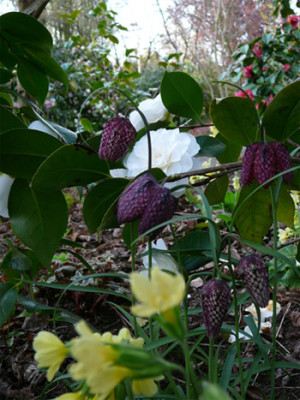 Primula-und-Fritillaria.jpg