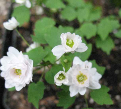 17.4.07._Anemonella_thalictoides_Diamant_056.JPG