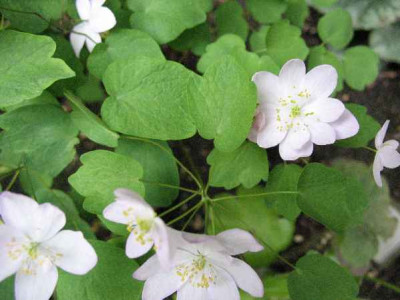 17.4.07._Anemonella_thalictroides_Charlotte_062.JPG