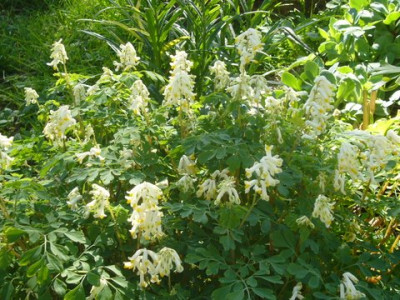 Corydalis_ochroleuca.jpg