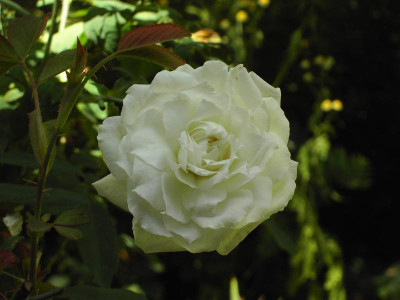 PICT1780.JPG