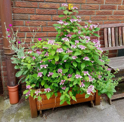 Hydrangea_Oamacha.jpg